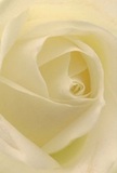 Let your senses step into the heart of a creamy ivory rose, captured through the lens of a Soho florist and close enough to reveal its most delicate textures. The petals spiral gently inward, soft and nearly translucent, as if touched by the first rays of morning slipping over Soho's historic rooftops. The matte finish and faint shimmer conjure tactile memories-a whisper-light texture reminiscent of the smooth cobblestones beneath one's feet after rain. Moody yet serene shadows weave between the folds, lending depth and gentle drama to the scene, while the overall feeling is one of peace-perfect for a thoughtful gesture or marking a new beginning in vibrant Soho. The fragrance is subtle, filling the air like a gentle note of nostalgia. Each element of the composition echoes the artistry and care that Soho's community values. To present such a bloom is to offer not just a flower, but a message: of reverence, admiration, and the quiet elegance that lingers long after the bouquet is delivered.